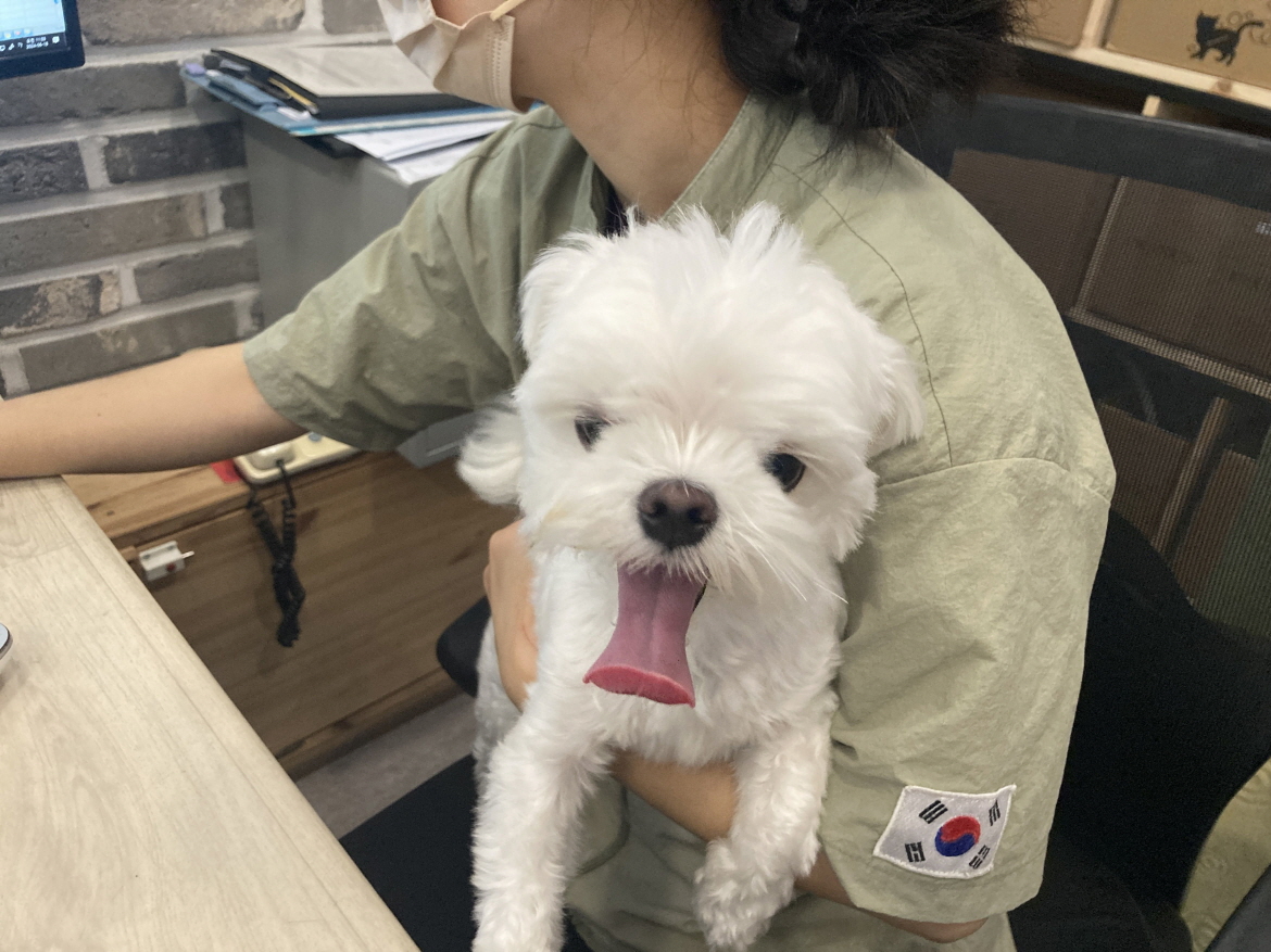 말티즈 이미지 파일 입니다.