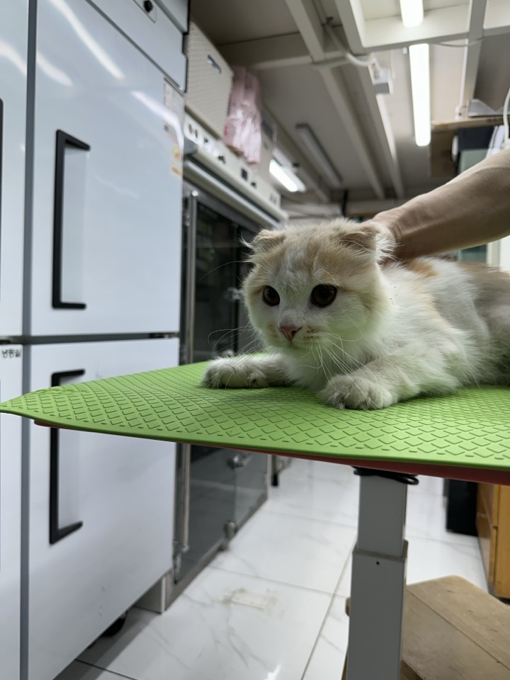 스코티시폴드 이미지 파일 입니다.