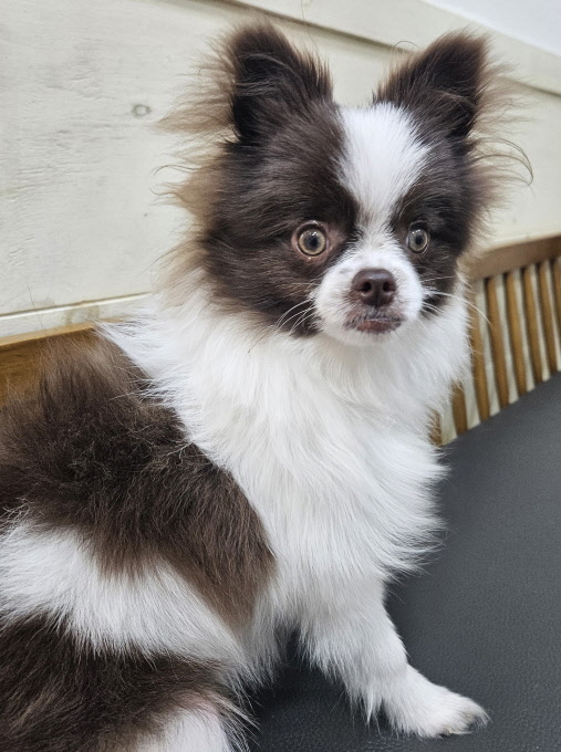 포메라니안 이미지 파일 입니다.