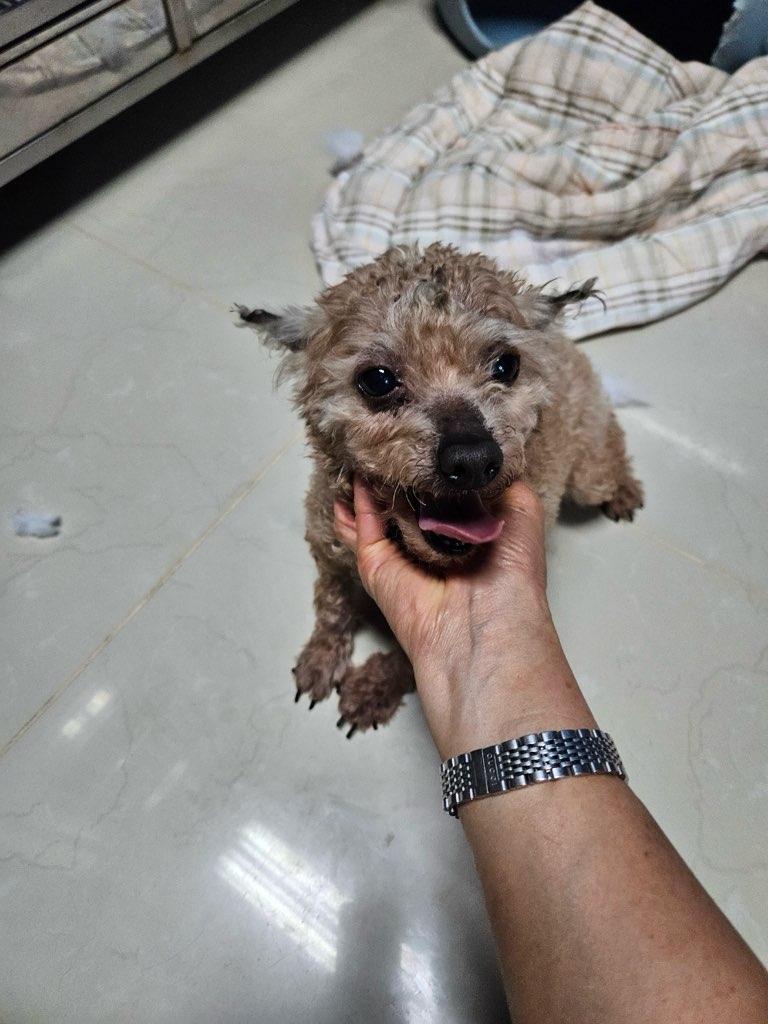 푸들 이미지 파일 입니다.