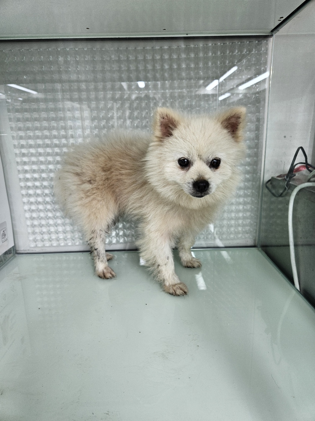 포메라니안 이미지 파일 입니다.