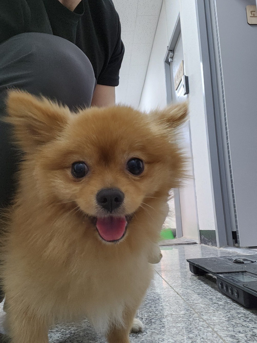 포메라니안 이미지 파일 입니다.