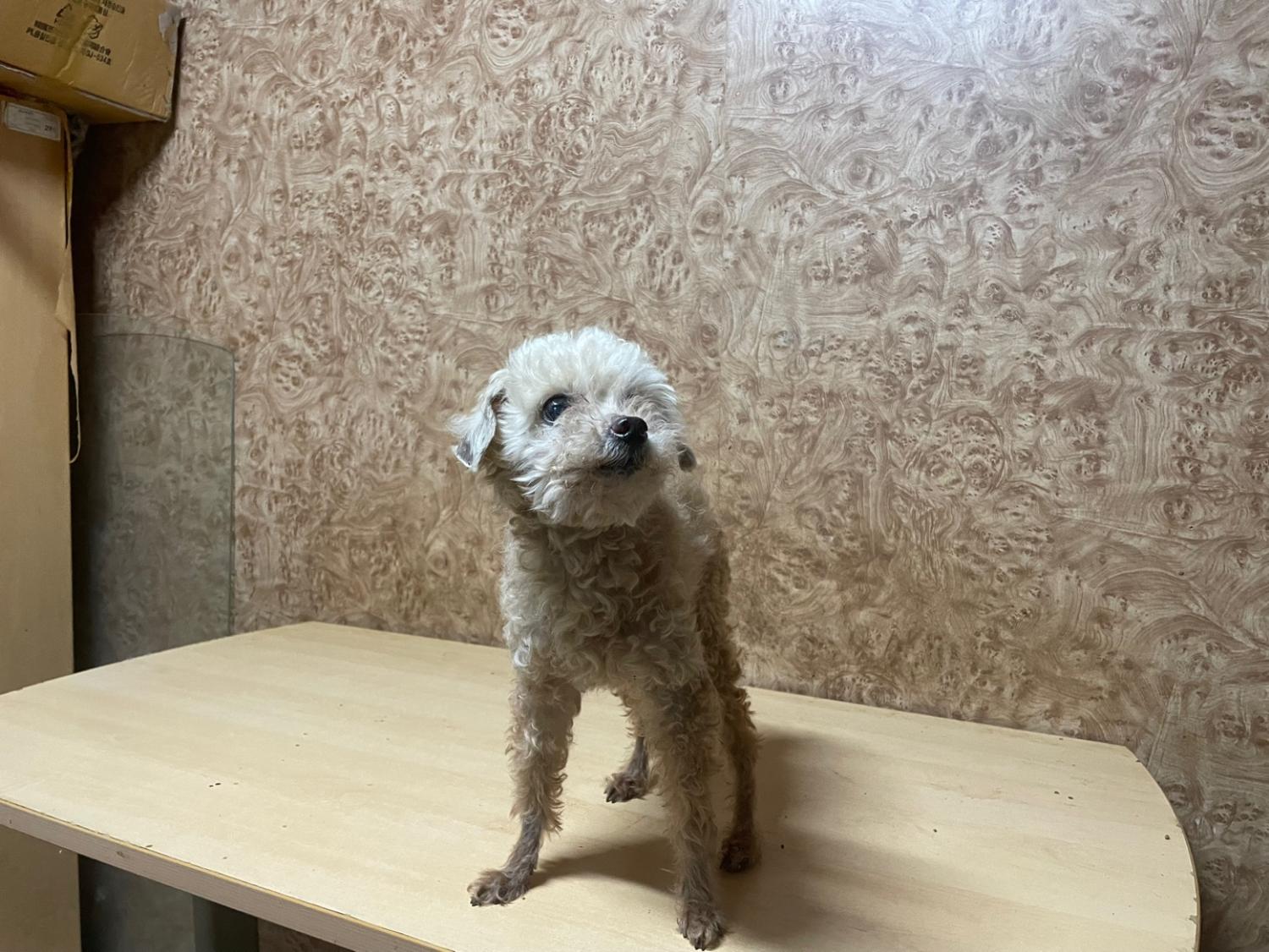푸들 이미지 파일 입니다.