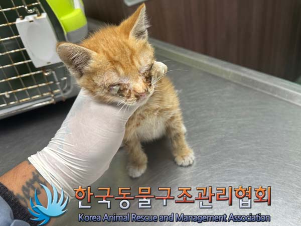 한국 고양이 이미지 파일 입니다.