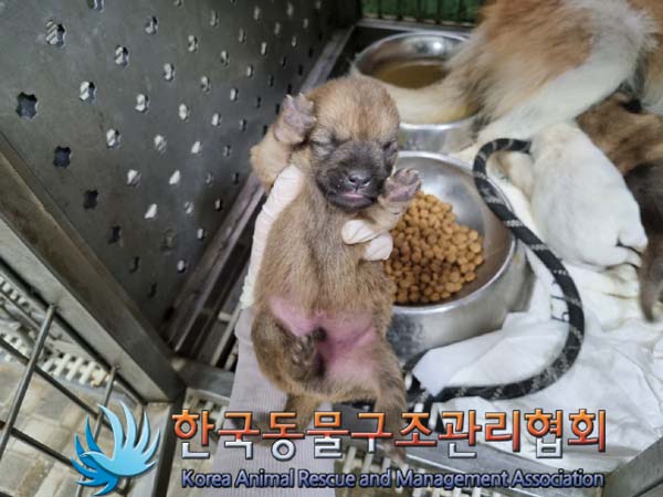 믹스견 이미지 파일 입니다.