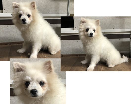 포메라니안 이미지 파일 입니다.