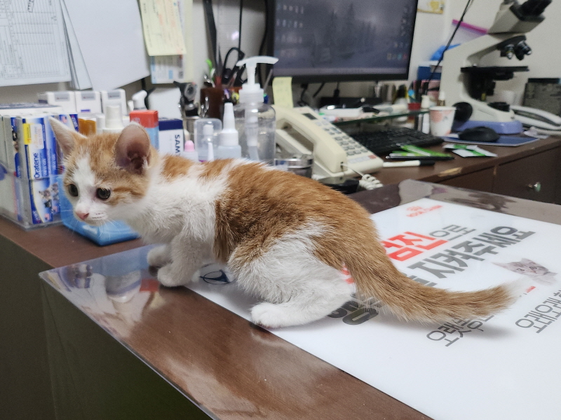 한국 고양이 이미지 파일 입니다.