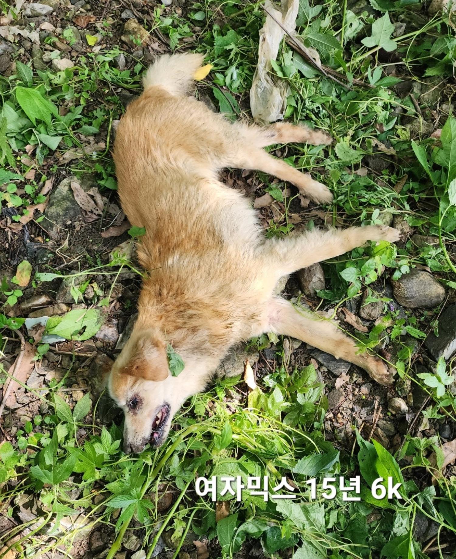 믹스견 이미지 파일 입니다.