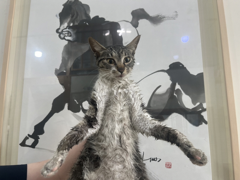 한국 고양이 이미지 파일 입니다.