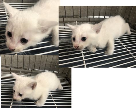 한국 고양이 이미지 파일 입니다.