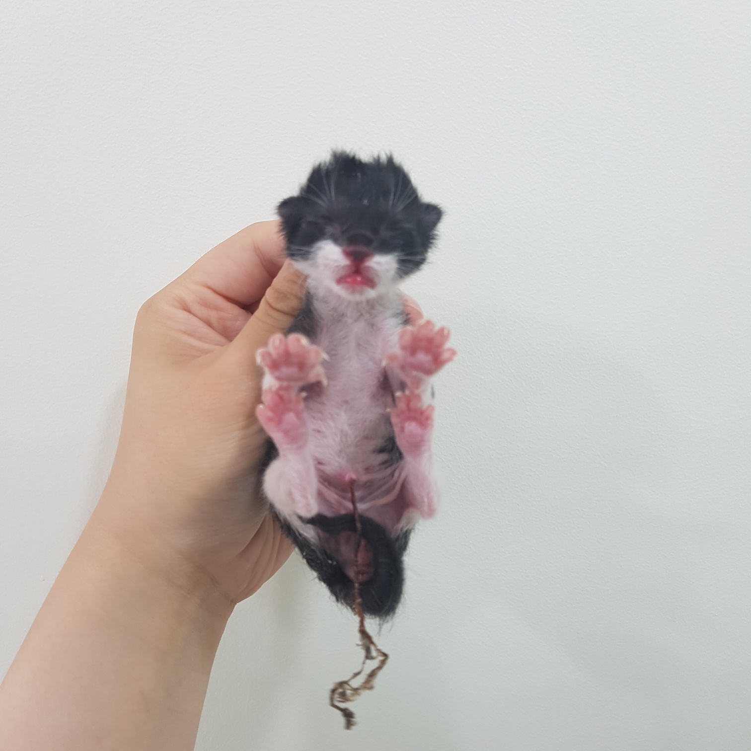 한국 고양이 이미지 파일 입니다.