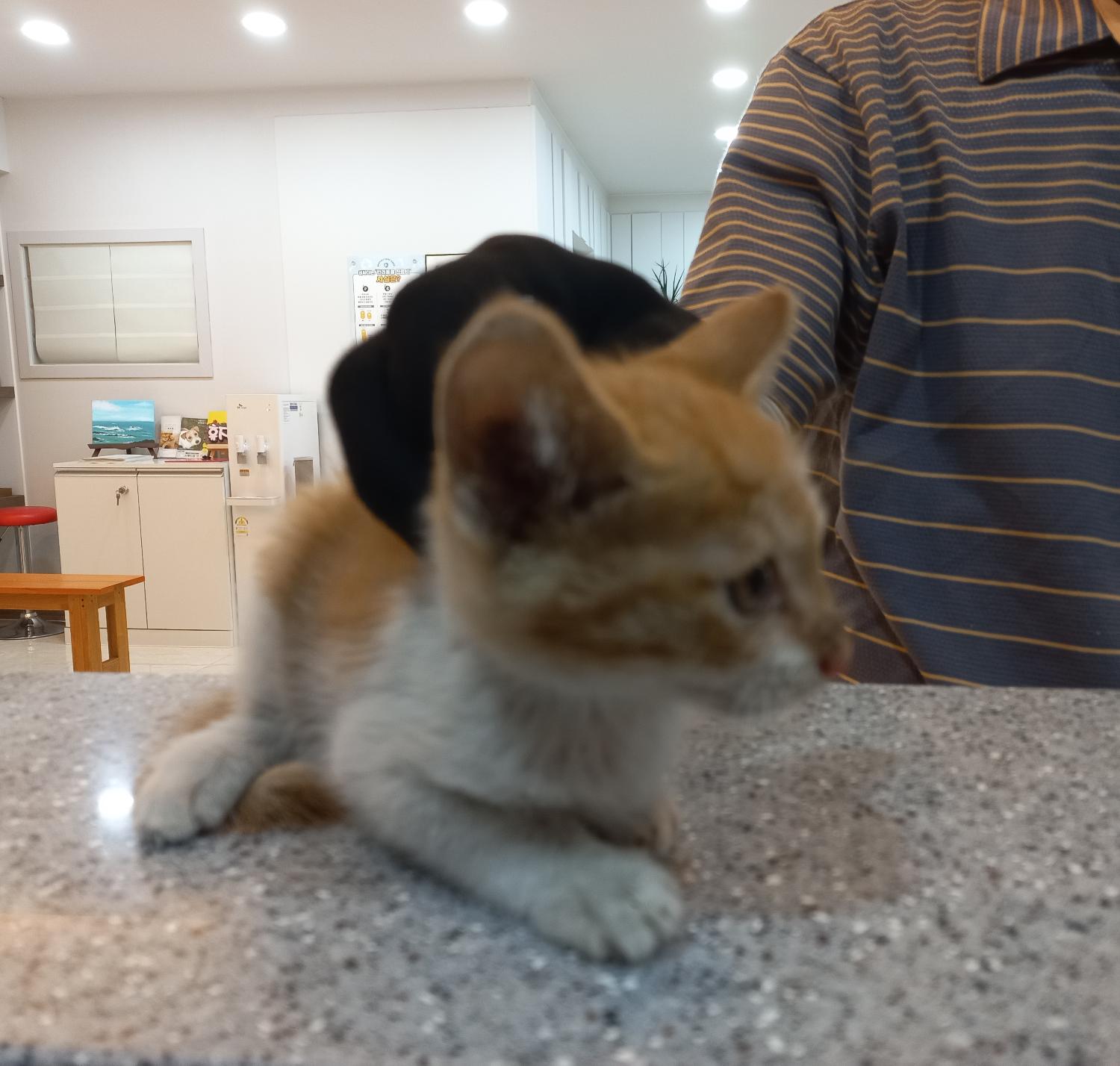 한국 고양이 이미지 파일 입니다.