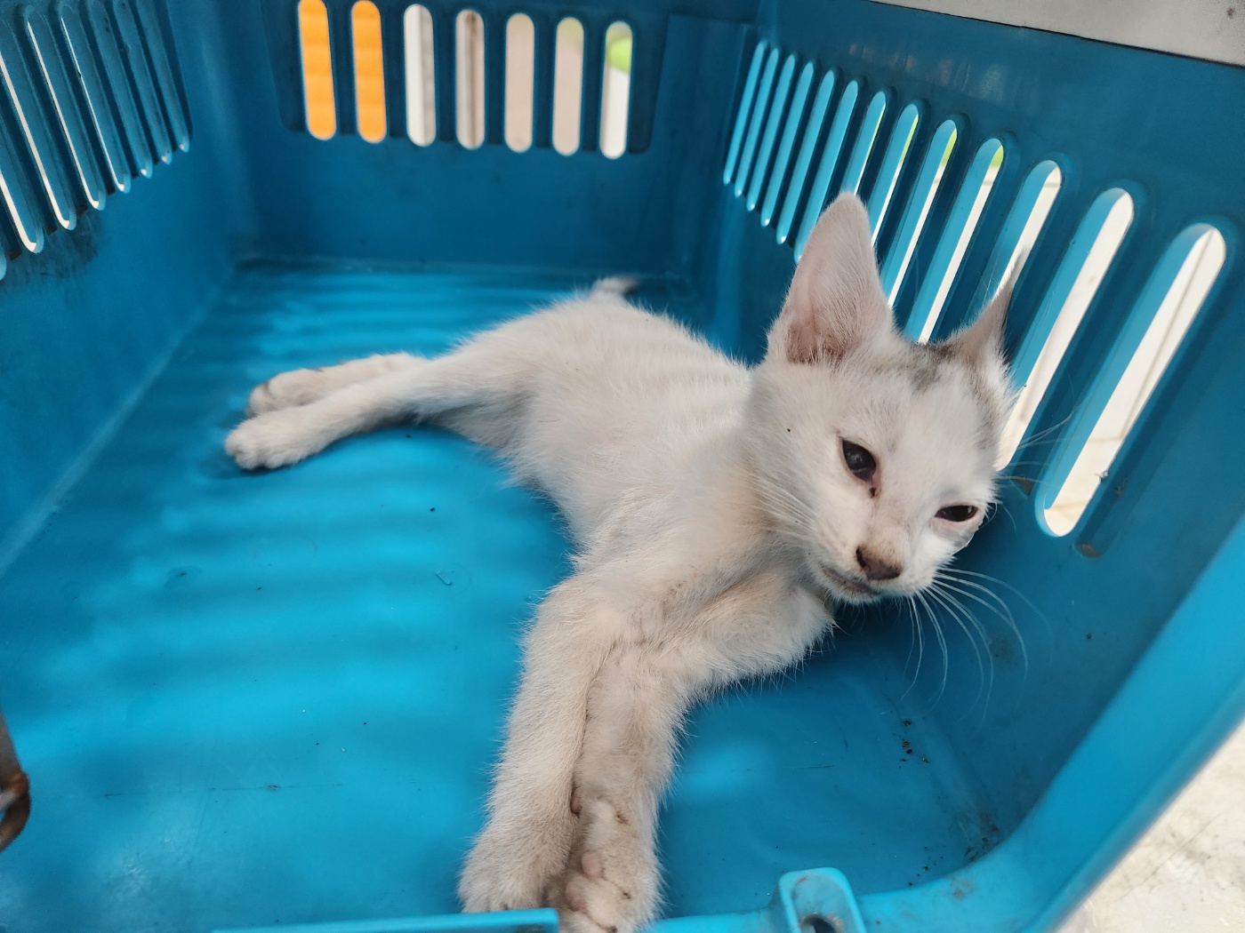 한국 고양이 이미지 파일 입니다.