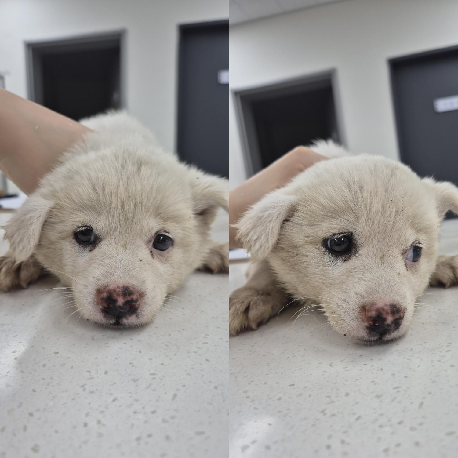 믹스견 이미지 파일 입니다.
