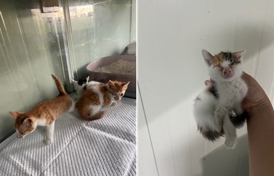 한국 고양이 이미지 파일 입니다.