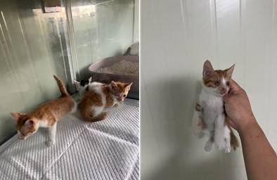 한국 고양이 이미지 파일 입니다.
