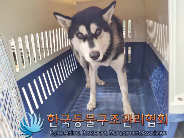 시베리안 허스키 이미지 파일 입니다.