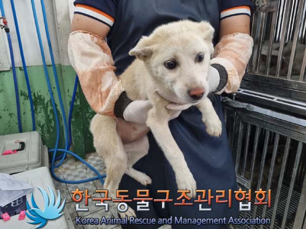 믹스견 이미지 파일 입니다.