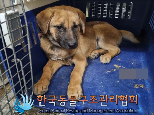 믹스견 이미지 파일 입니다.