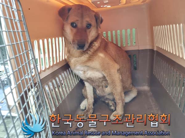 믹스견 이미지 파일 입니다.