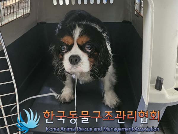 캐벌리어 킹 찰스 스파니엘 이미지 파일 입니다.