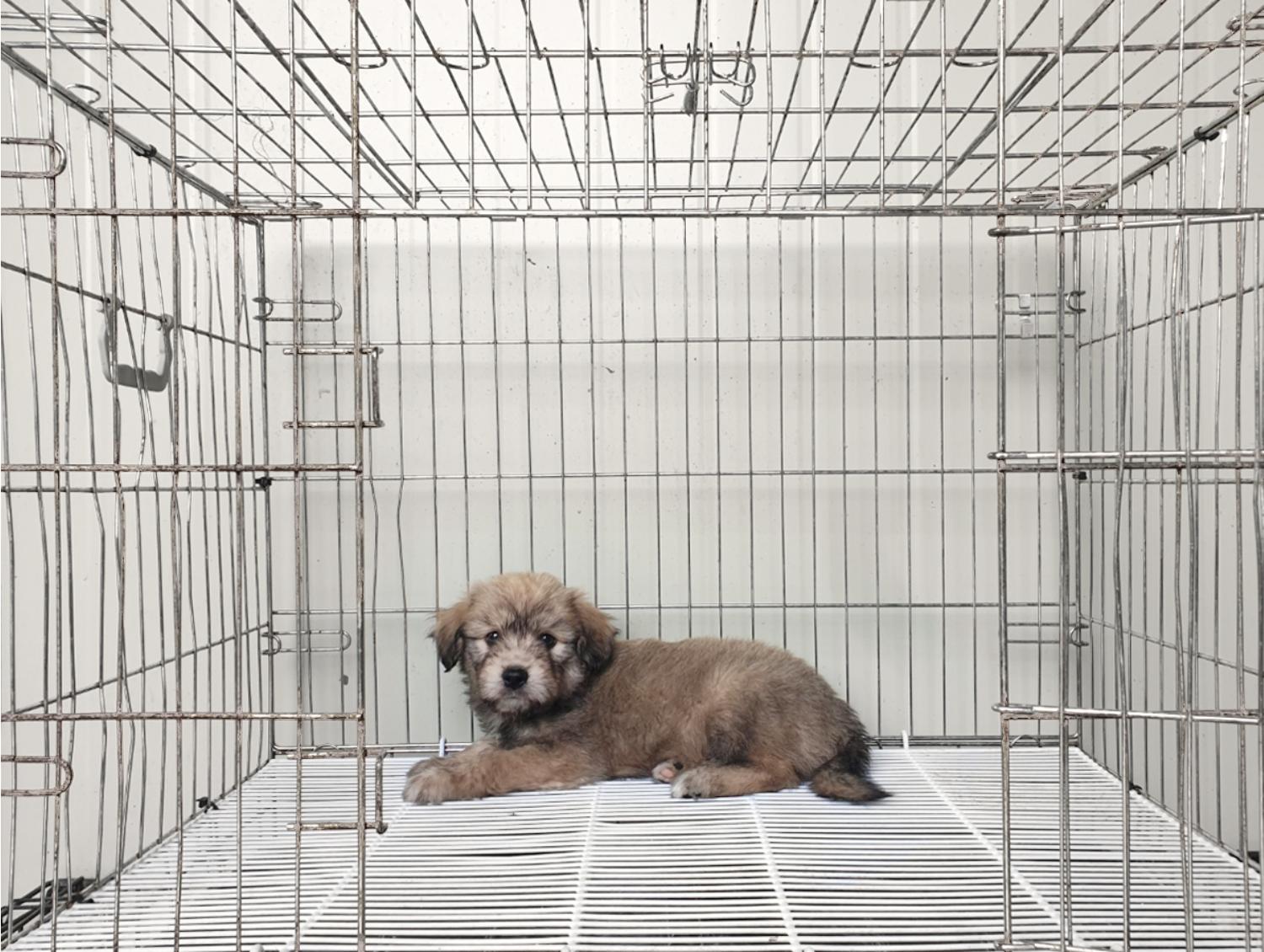 믹스견 이미지 파일 입니다.