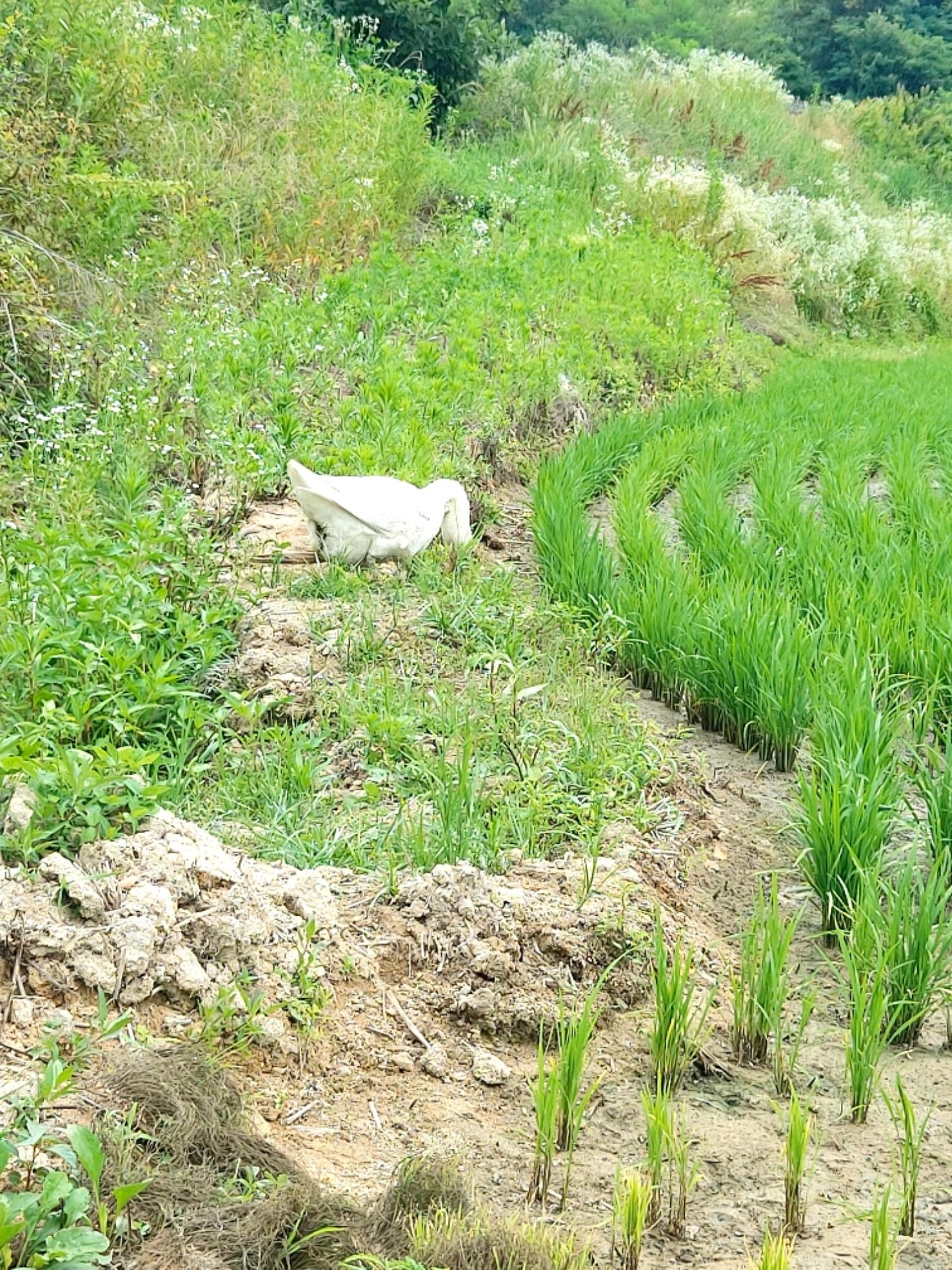 [기타축종] 거위 이미지 파일 입니다.