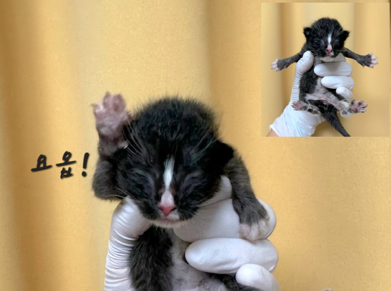 한국 고양이 이미지 파일 입니다.