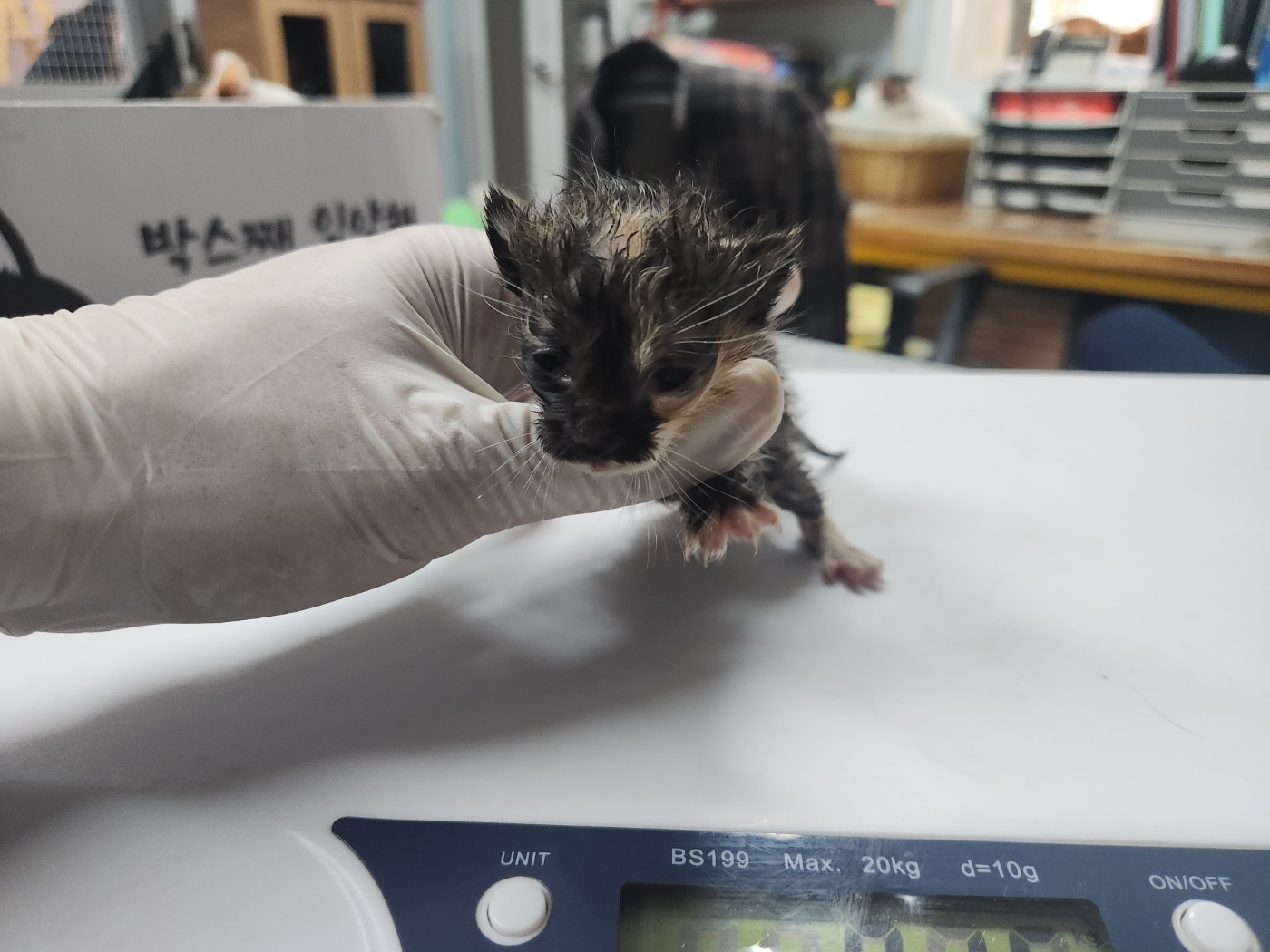 한국 고양이 이미지 파일 입니다.