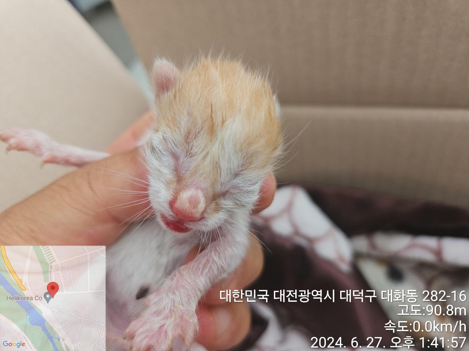 한국 고양이 이미지 파일 입니다.