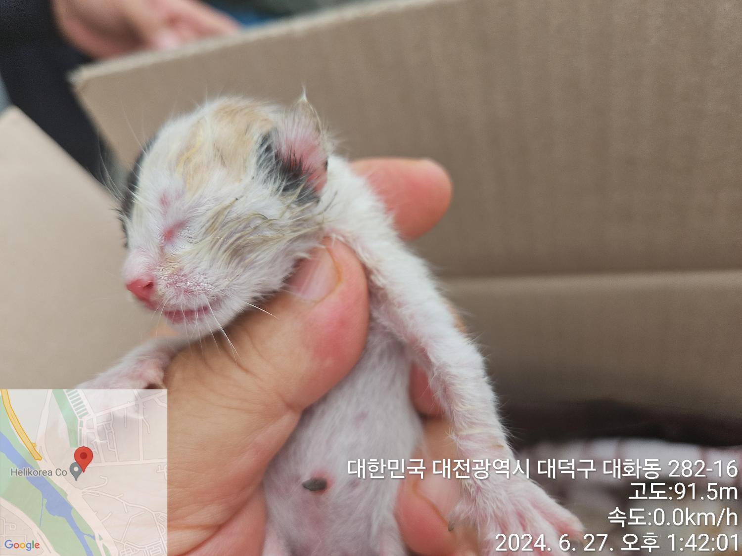 한국 고양이 이미지 파일 입니다.