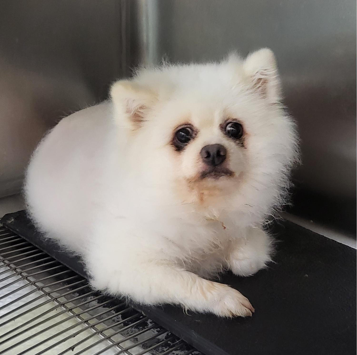 포메라니안 이미지 파일 입니다.