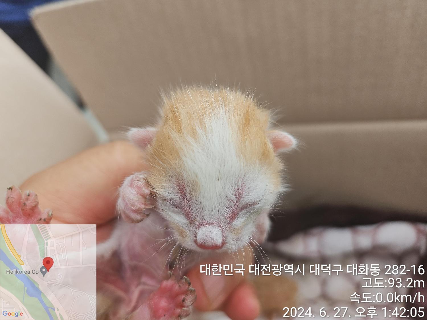 한국 고양이 이미지 파일 입니다.