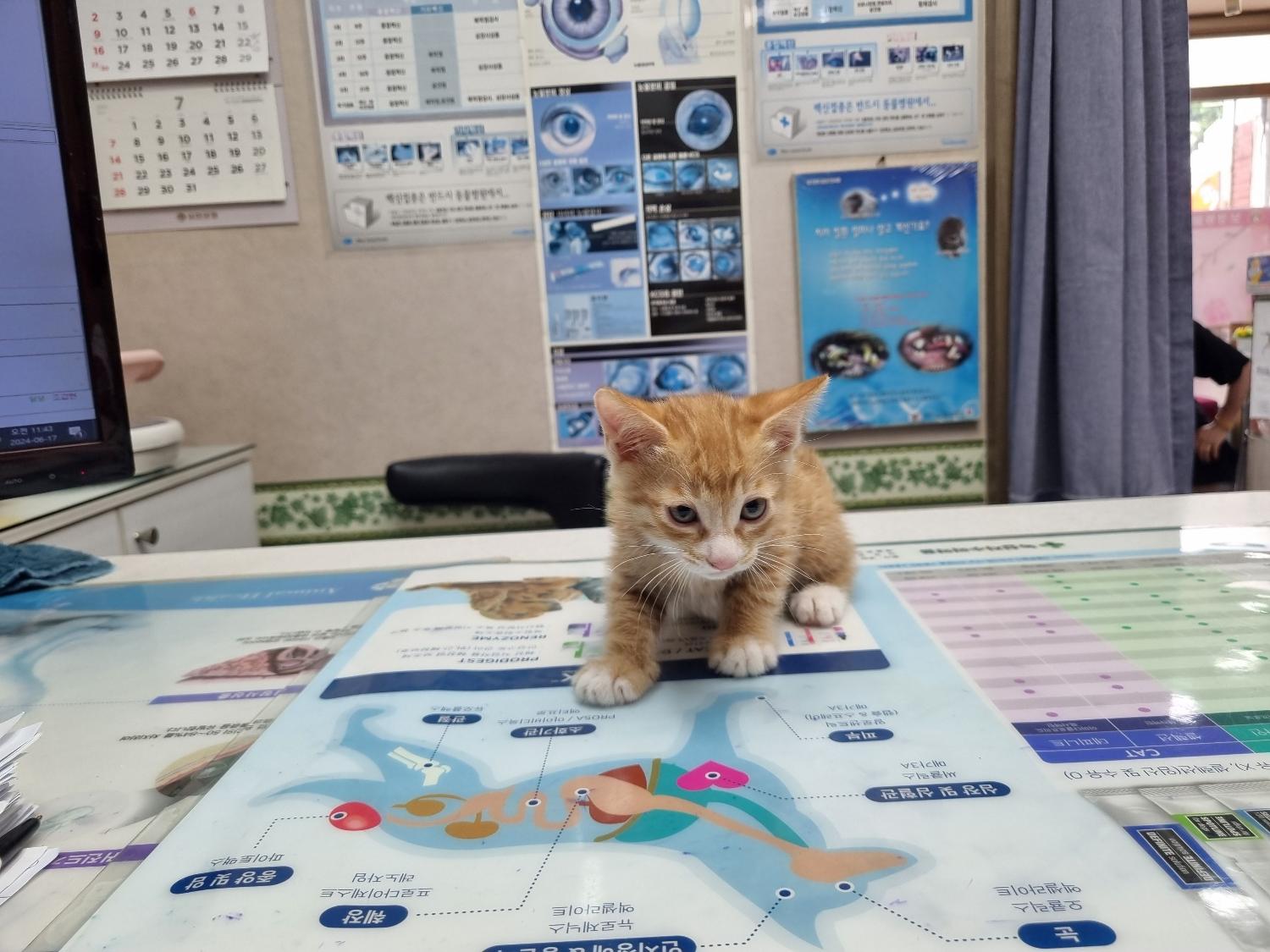 한국 고양이 이미지 파일 입니다.