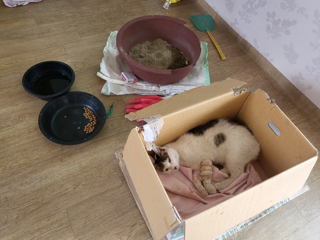 한국 고양이 이미지 파일 입니다.