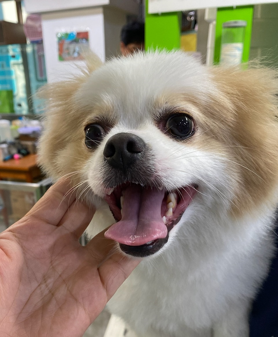 포메라니안 이미지 파일 입니다.