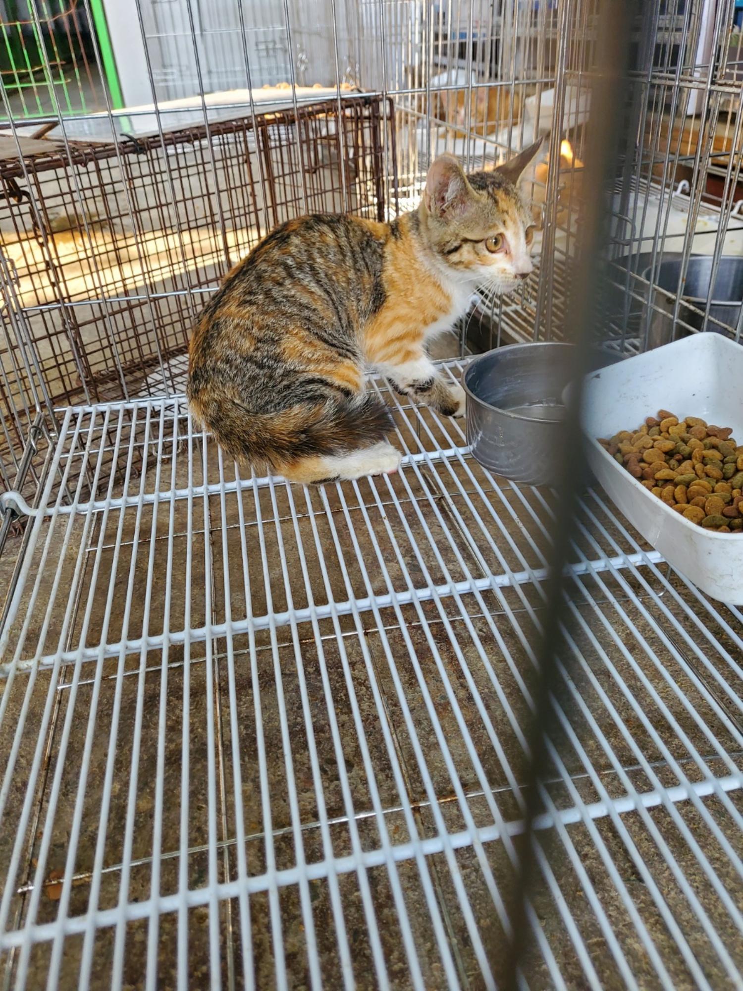 한국 고양이 이미지 파일 입니다.