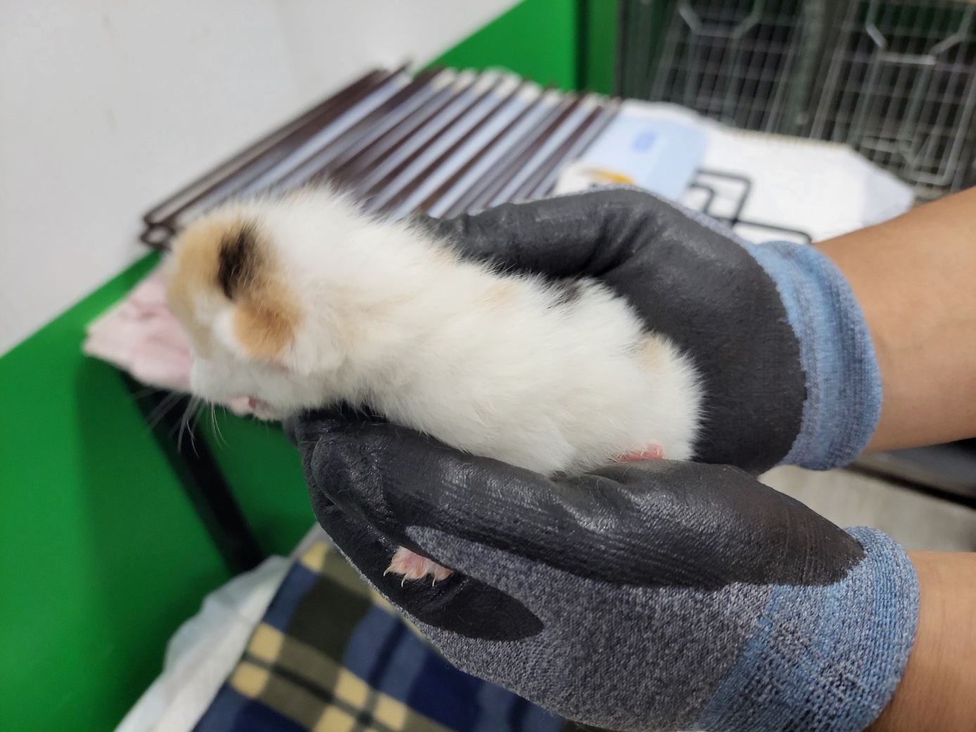 한국 고양이 이미지 파일 입니다.