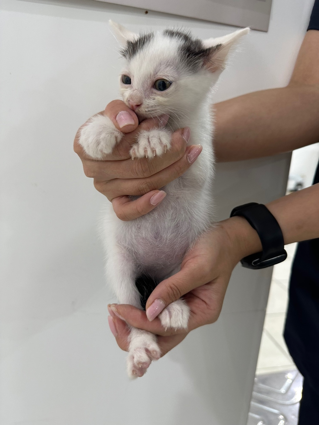 한국 고양이 이미지 파일 입니다.