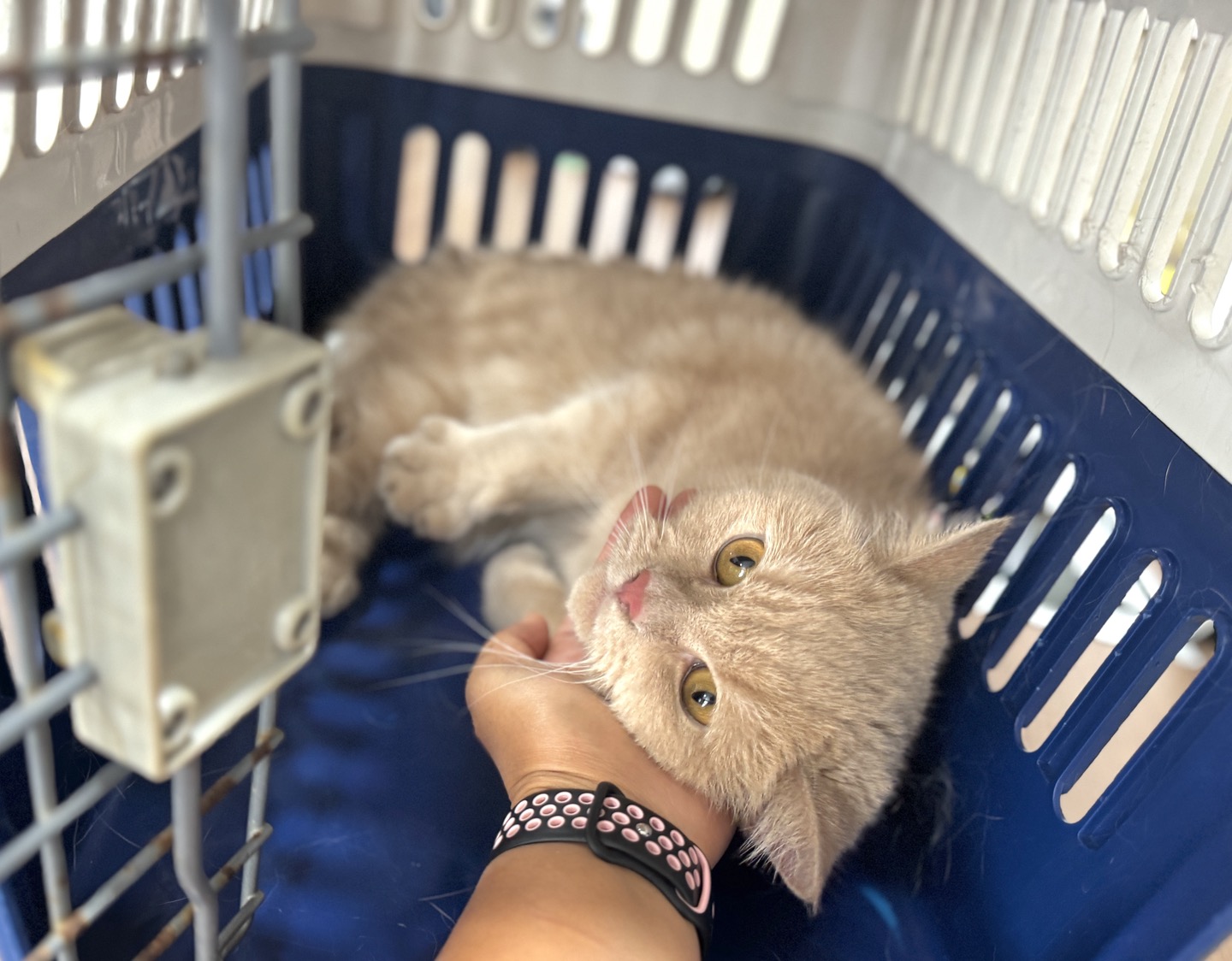 믹스묘 이미지 파일 입니다.