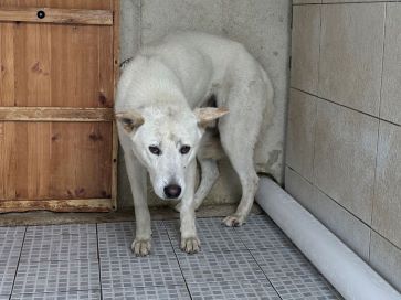 믹스견 이미지 파일 입니다.
