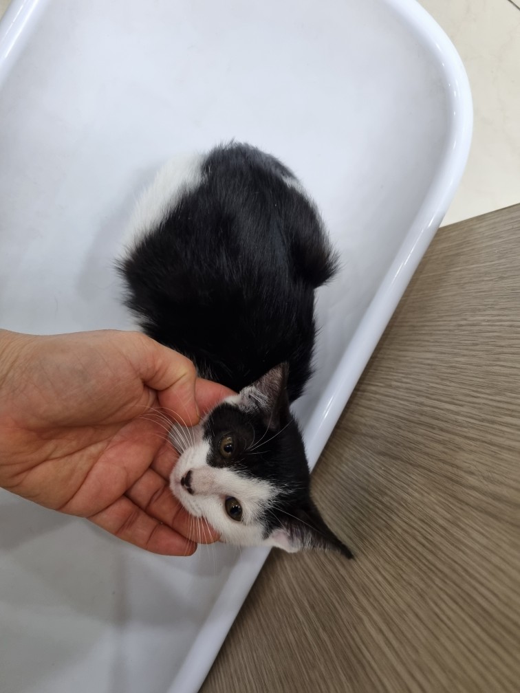 한국 고양이 이미지 파일 입니다.