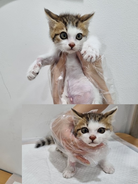 한국 고양이 이미지 파일 입니다.