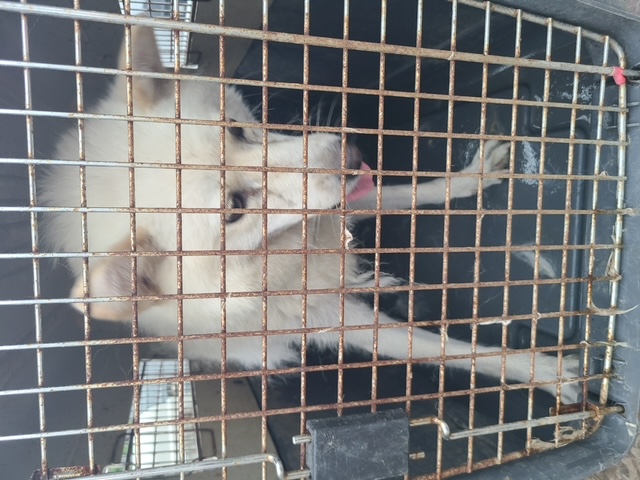 믹스견 이미지 파일 입니다.