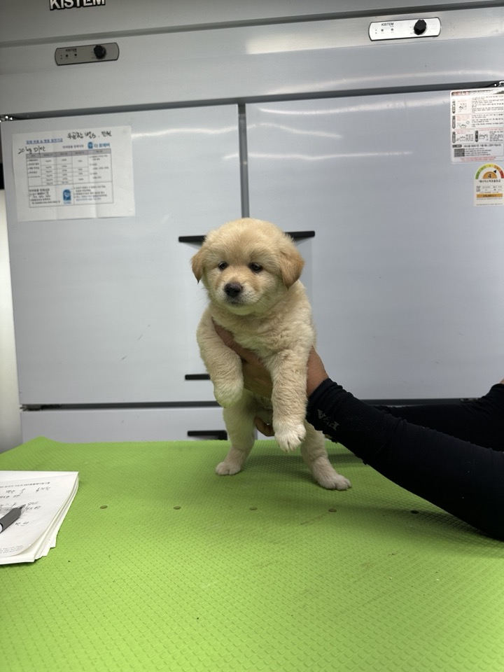 믹스견 이미지 파일 입니다.