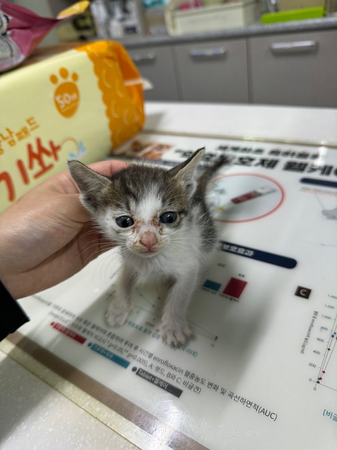 한국 고양이 이미지 파일 입니다.