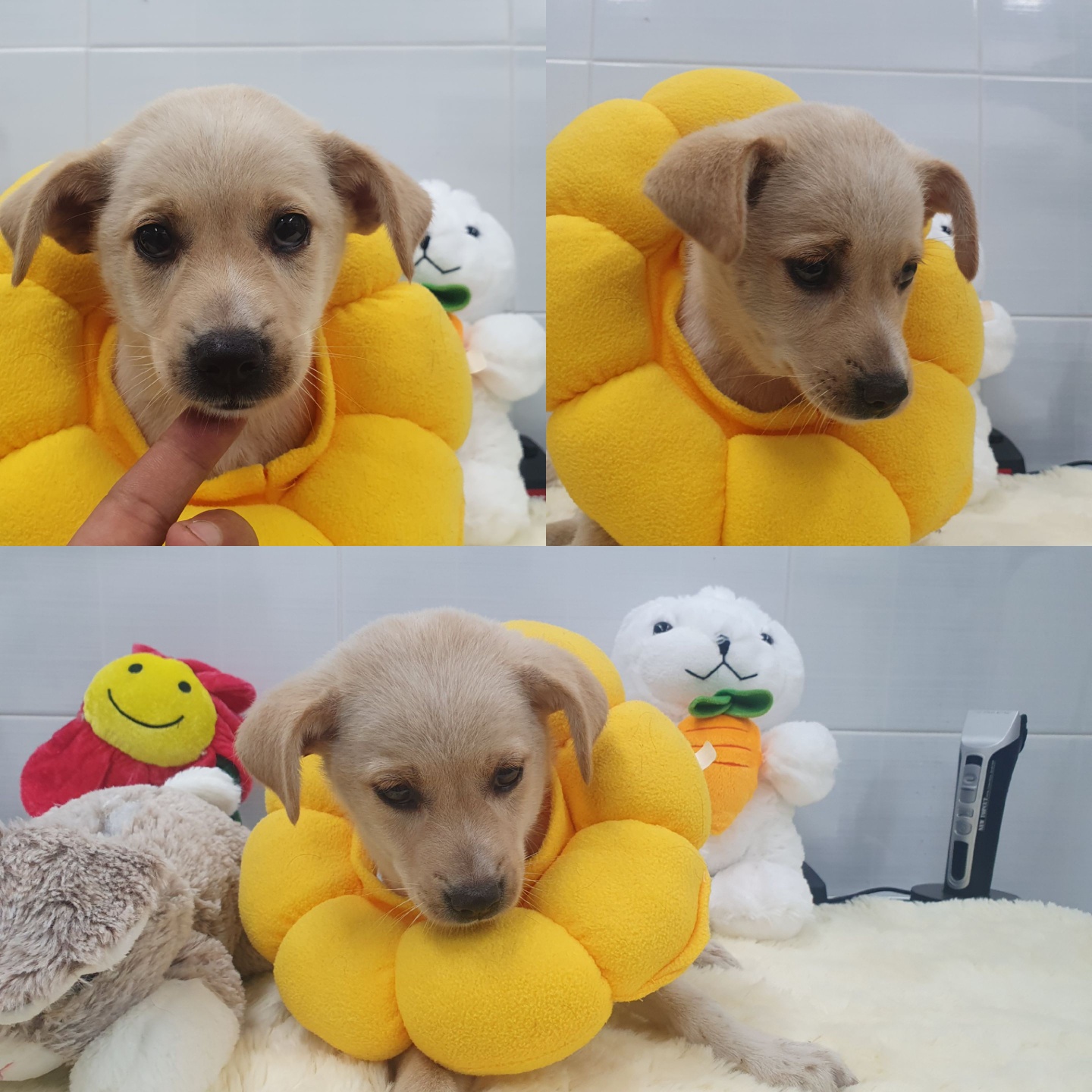 믹스견 이미지 파일 입니다.