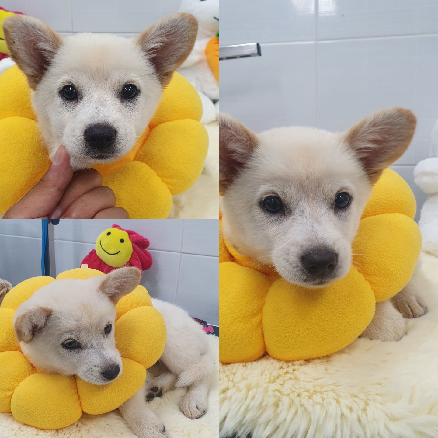 믹스견 이미지 파일 입니다.
