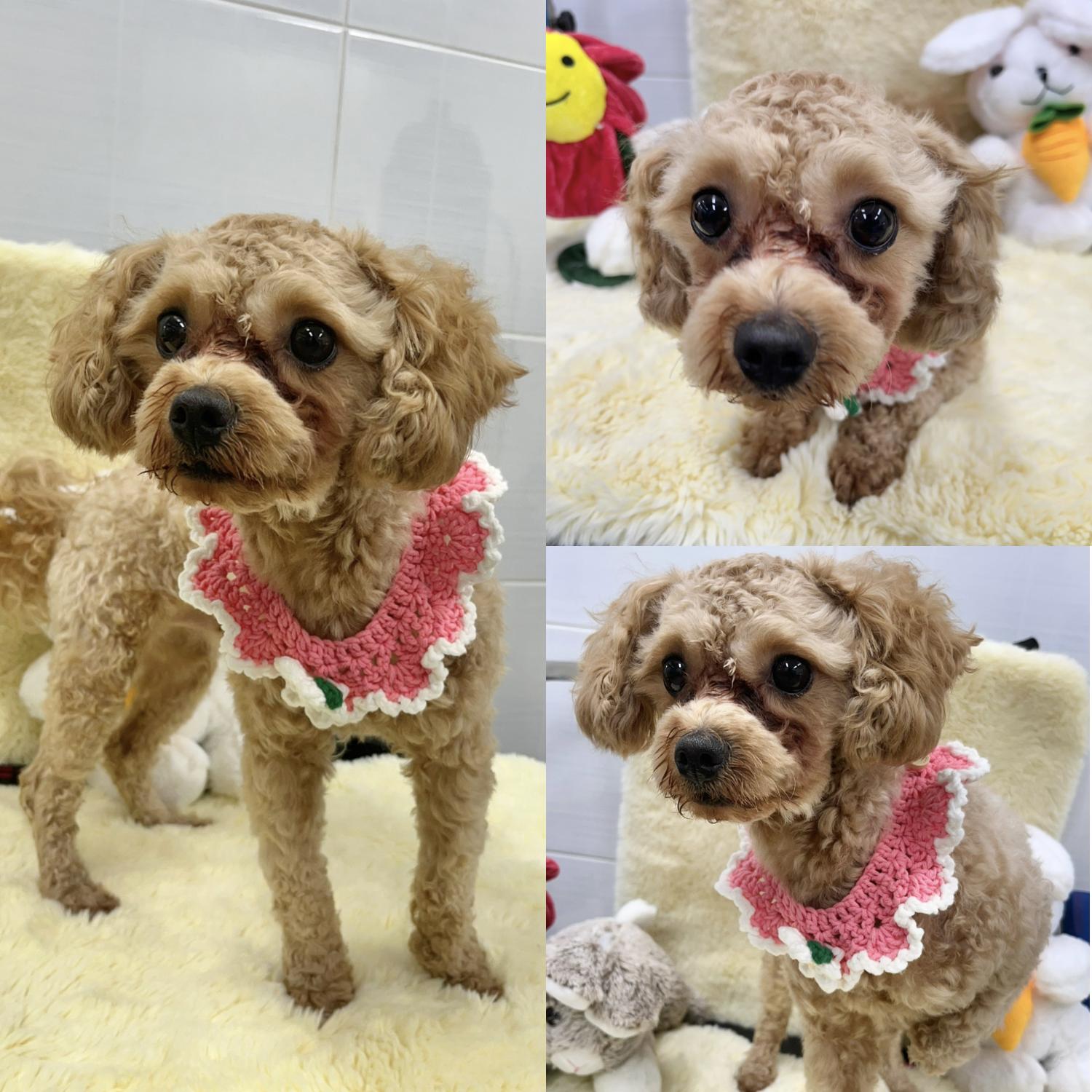 푸들 이미지 파일 입니다.