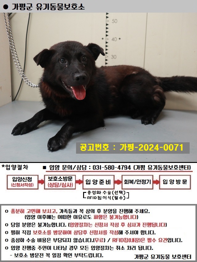 믹스견 이미지 파일 입니다.